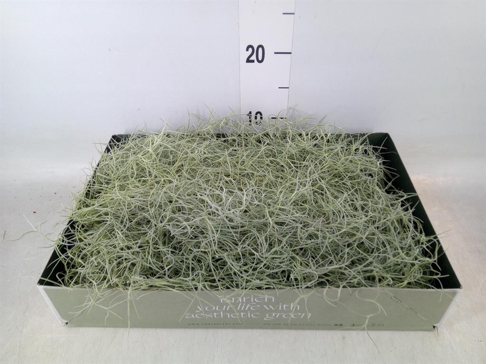 <h4>Tillandsia usneoides</h4>