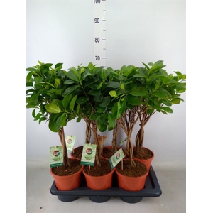 Ficus microcarpa 'Moclame'