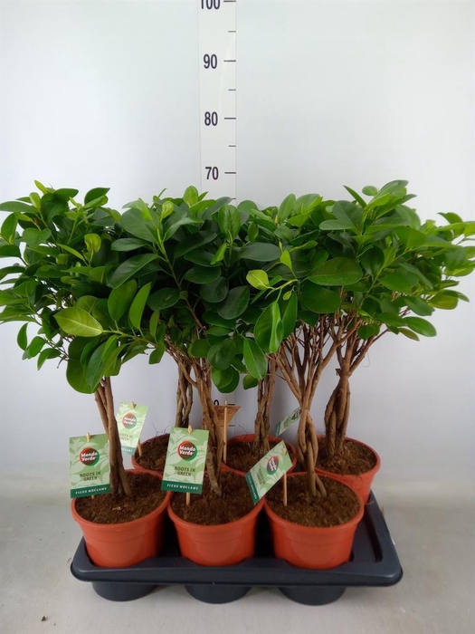 <h4>Ficus microcarpa 'Moclame'</h4>