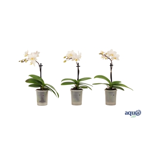 Phal Tiny Dolls Wit 1T7+ Aqu@