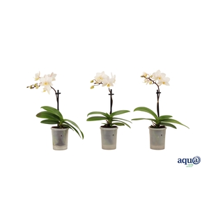 Phal Tiny Dolls Wit 1T7+ Aqu@