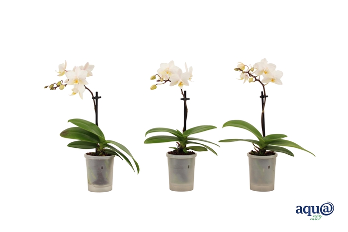 <h4>Phal Tiny Dolls Wit 1T7+ Aqu@</h4>