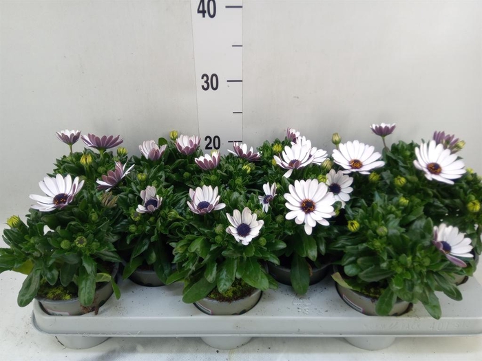 <h4>Osteospermum 'Margarita White'</h4>