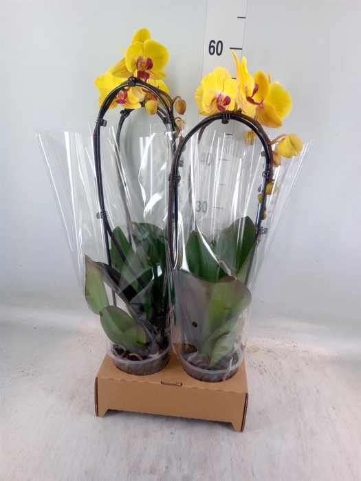 <h4>Phalaenopsis  'Elegant Cascade'</h4>