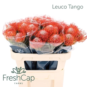 Leuco Tango
