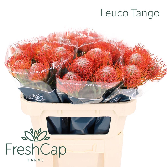 <h4>Leuco Tango</h4>