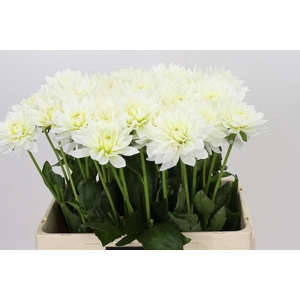 Dahlia Karma M. Zwaan