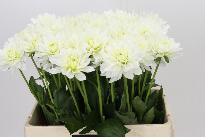 <h4>Dahlia Karma M. Zwaan</h4>