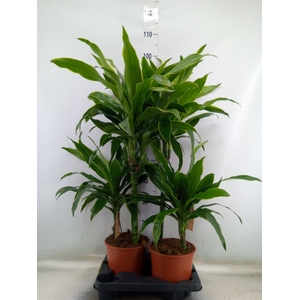 Dracaena fr de 'Art'