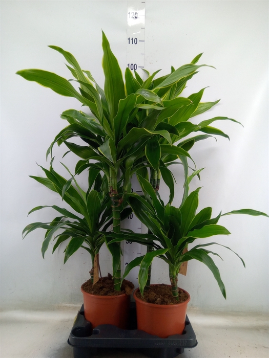 <h4>Dracaena fr de 'Art'</h4>