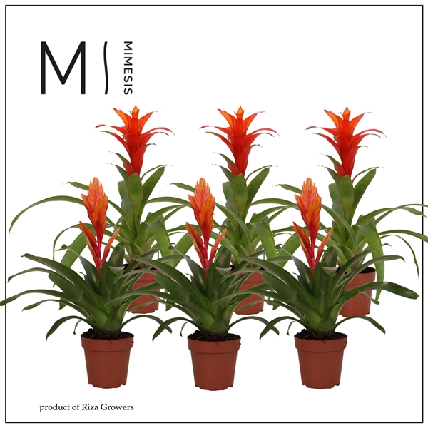 <h4>Mimesis Bromelia Orange - 12 cm</h4>