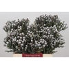 Kaaps Groen Silver Brunia