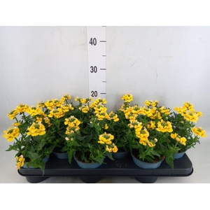 Nemesia  'Sunmesia Yellow'