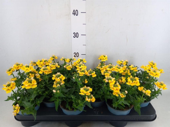 <h4>Nemesia  'Sunmesia Yellow'</h4>