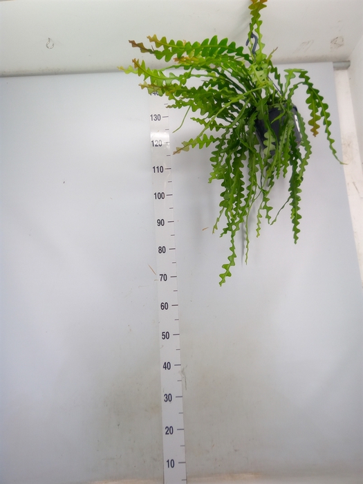<h4>Epiphyllum anguliger</h4>