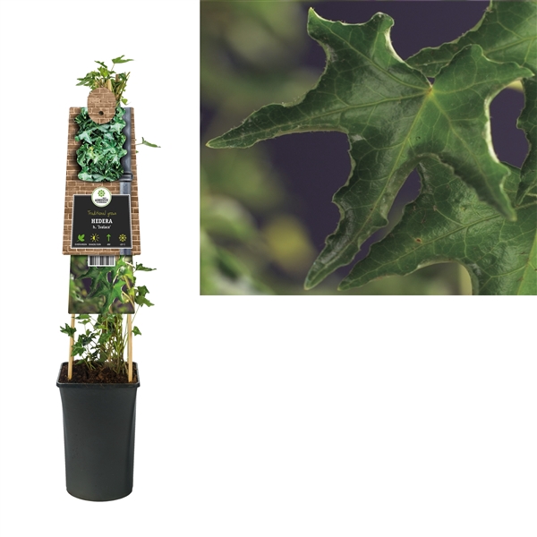 <h4>Hedera h. 'Ivalace' +3.0 label</h4>