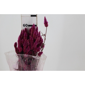 CELOSIA RABO DE GATO PINK 070 CM
