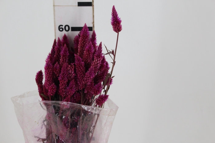 <h4>CELOSIA RABO DE GATO PINK 070 CM</h4>