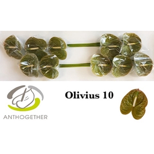 ANTH A OLIVIUS 10