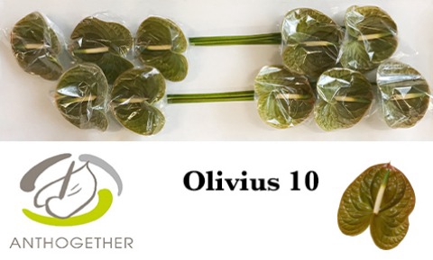 <h4>Anthurium Olivius</h4>