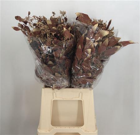 <h4>Col Pop Bes Old Red</h4>