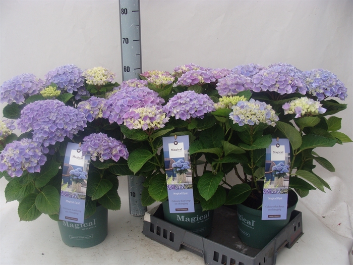 <h4>Hydrangea mac. 'Magical Amethyst'</h4>