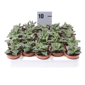 Faucaria tigrina