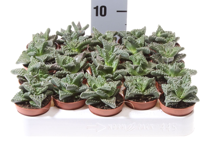 <h4>Faucaria tigrina</h4>