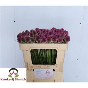 Allium Sphaerocephal (kogel)