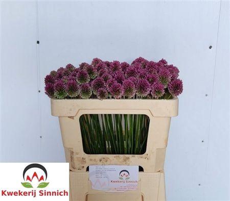 <h4>Allium Sphaerocephal (kogel)</h4>