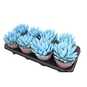 Echeveria coloured light blue