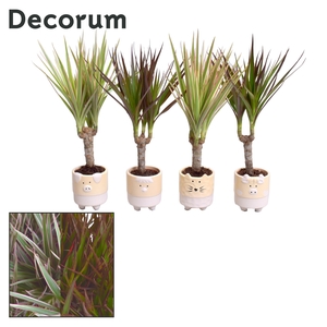 Dracaena op stam mix in Tommy keramiek (Decorum)