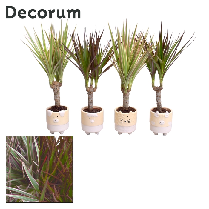 <h4>Dracaena op stam mix in Tommy keramiek (Decorum)</h4>