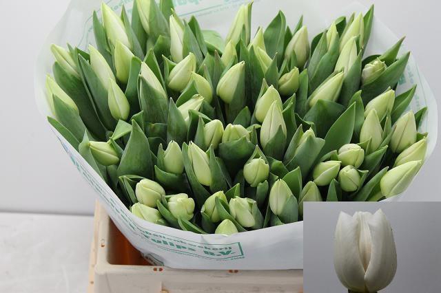 <h4>TU EN SUMMER SNOW</h4>