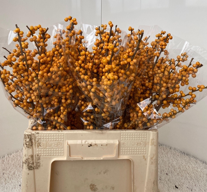 <h4>ILEX VE GOLD VERBOOM</h4>