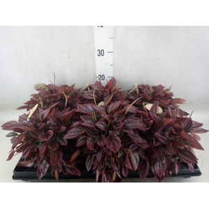 Peperomia