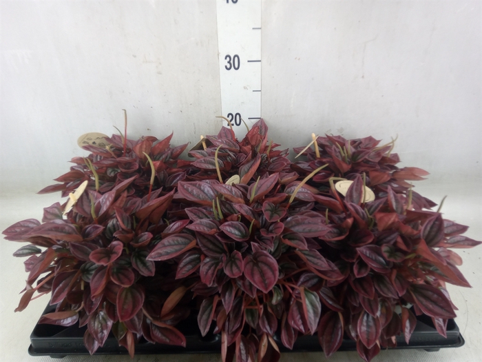<h4>Peperomia</h4>