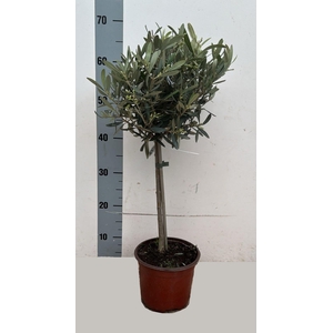 OLEA EUROPAEA