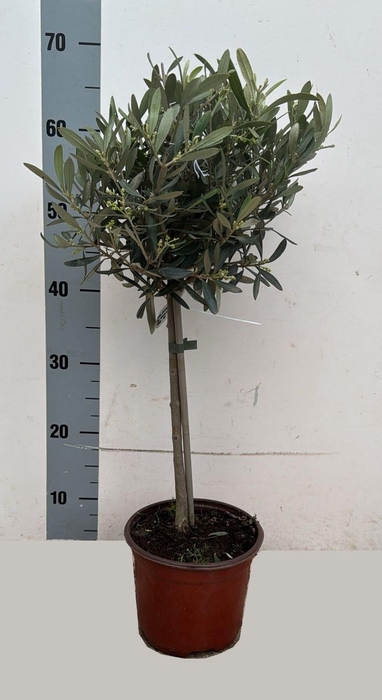 <h4>OLEA EUROPAEA</h4>