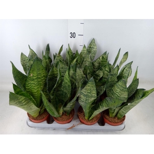 Sansevieria zeylanica