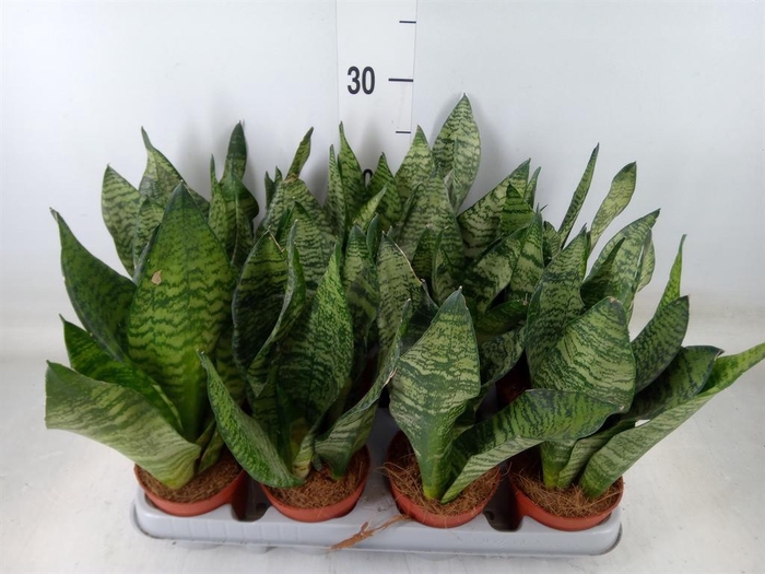 <h4>Sansevieria zeylanica</h4>