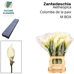 Zant Ae Colombe Paix Medium Box