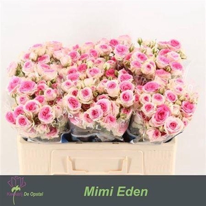 R Tr Mimi Eden