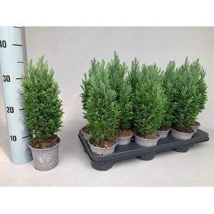 Chamaecyparis Ellgrandii