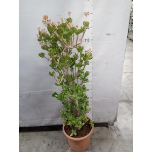 Crassula ovata 'Sunset'