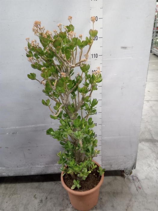 <h4>Crassula ovata 'Sunset'</h4>