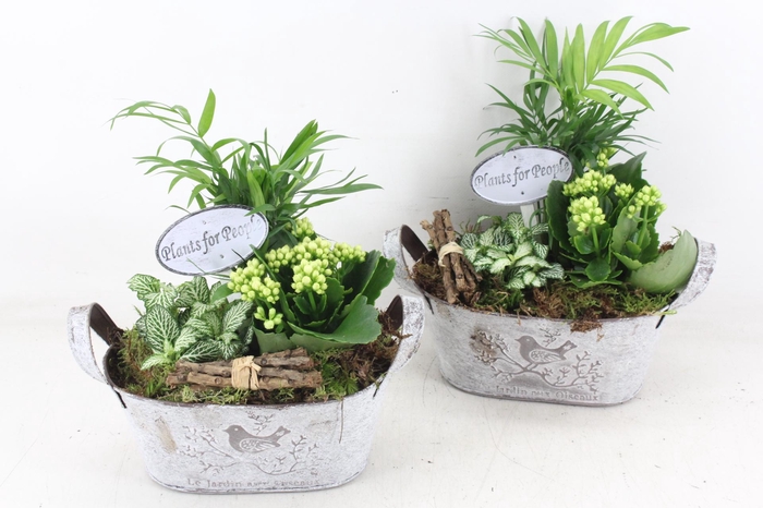 <h4>arr2 TD - Zink ovaal wit</h4>