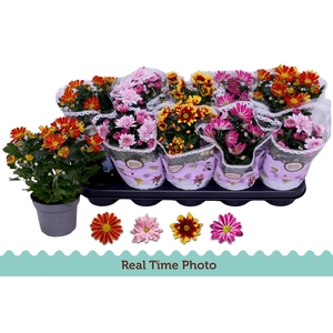 CHRYS GEM 2 KL BLOEM