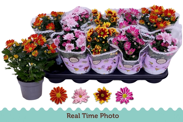 <h4>CHRYS GEM 2 KL BLOEM</h4>