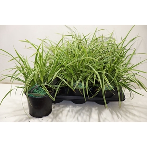 Care Mo Variegata